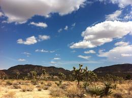 Photo of Joshua Tree National Park There were several tracking paths in various walking distance. The scenery was breathtaking. Almost felt like I was on another planet. , Jindiana - November 2012