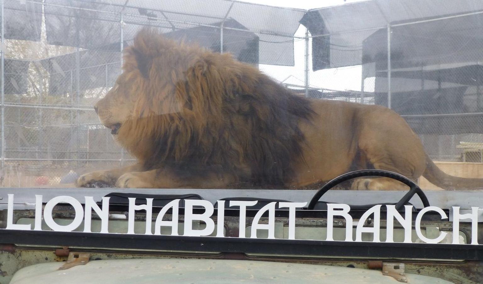 Lion Habitat