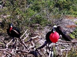Photo of Frigate Birds on Genovesa Island, Galapagos Frigate Birds on Genovesa Island, Galapagos: winner and loser in the mating game - August 2011
