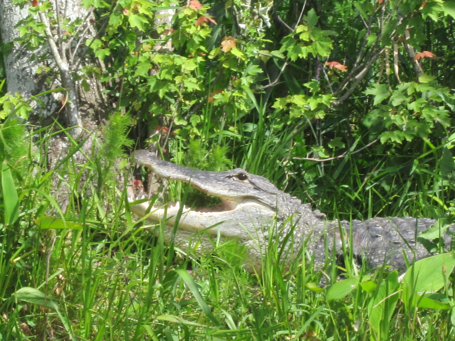 Everglades tour
