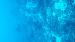 Photo of Under the sea Beautiful sea life and coral reef at the bottom of the sea.. , islandflower73 - November 2015