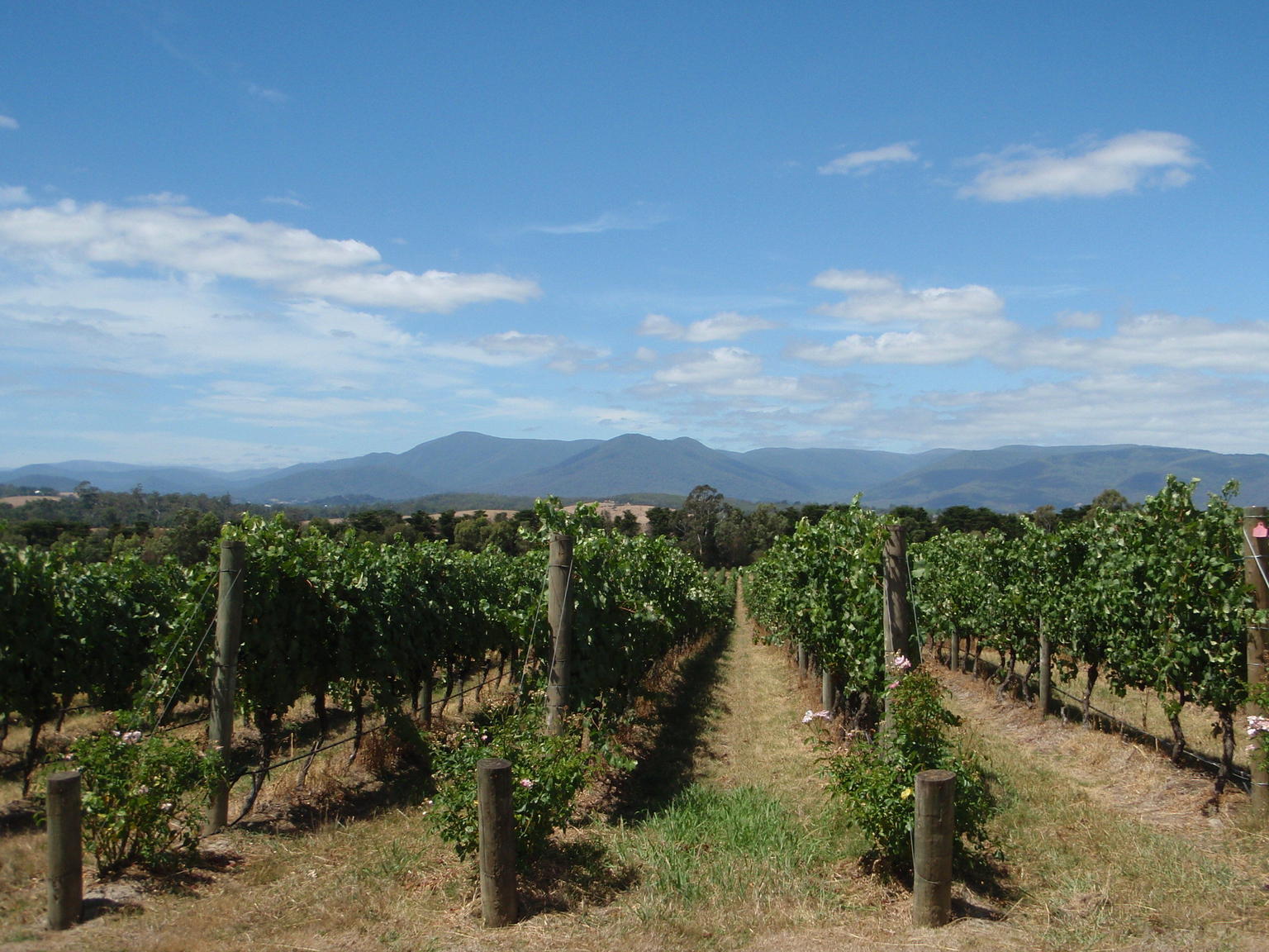 Chandon vineyards