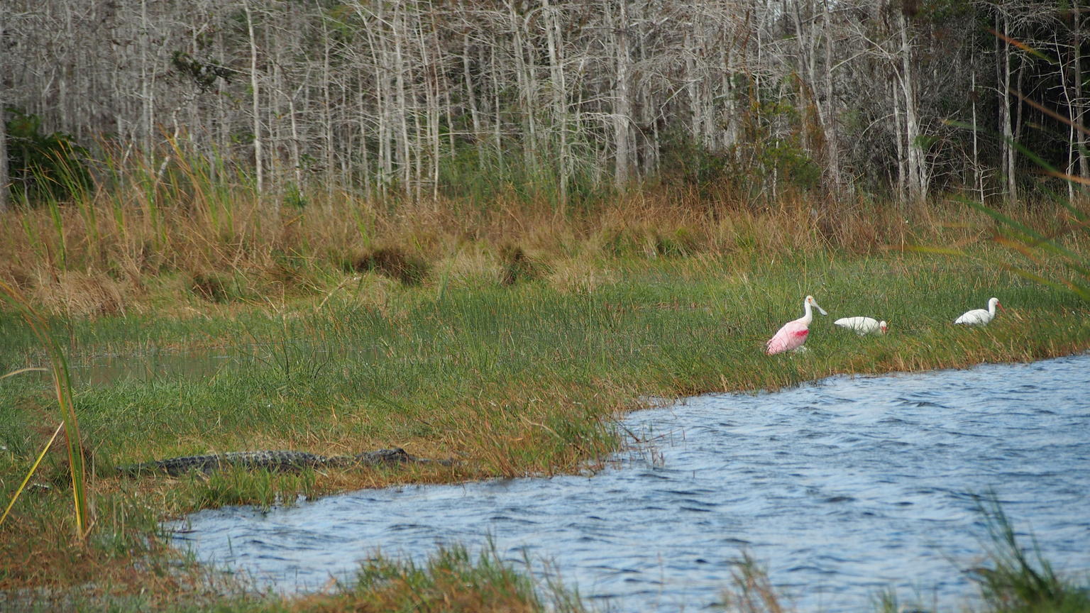 Everglades Walking Tour