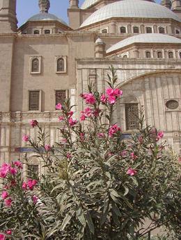 Photo of Tour of Alabaster Mosque, Sultan Hassan This bush with the fragrant flowers were impressive with the Mosque as the background, Cynthia S - January 2009