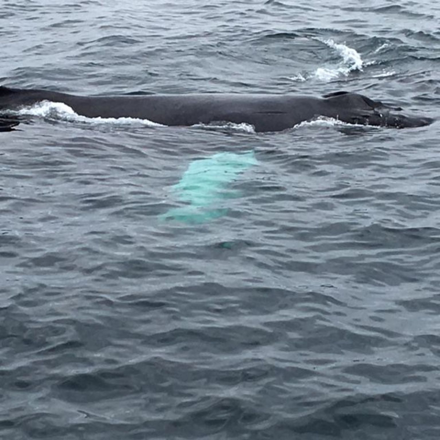 A close look at an humpback whale