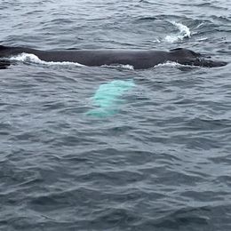 Photo of A close look at an humpback whale This is how close you can get, picture taken with an iphone , pierfrancesco v - August 2016
