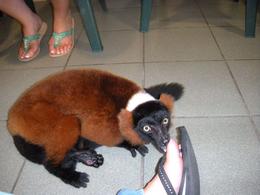 Photo of Lemur up close It was amazing to see the Lemurs that close, what a wonderful animal. - June 2009