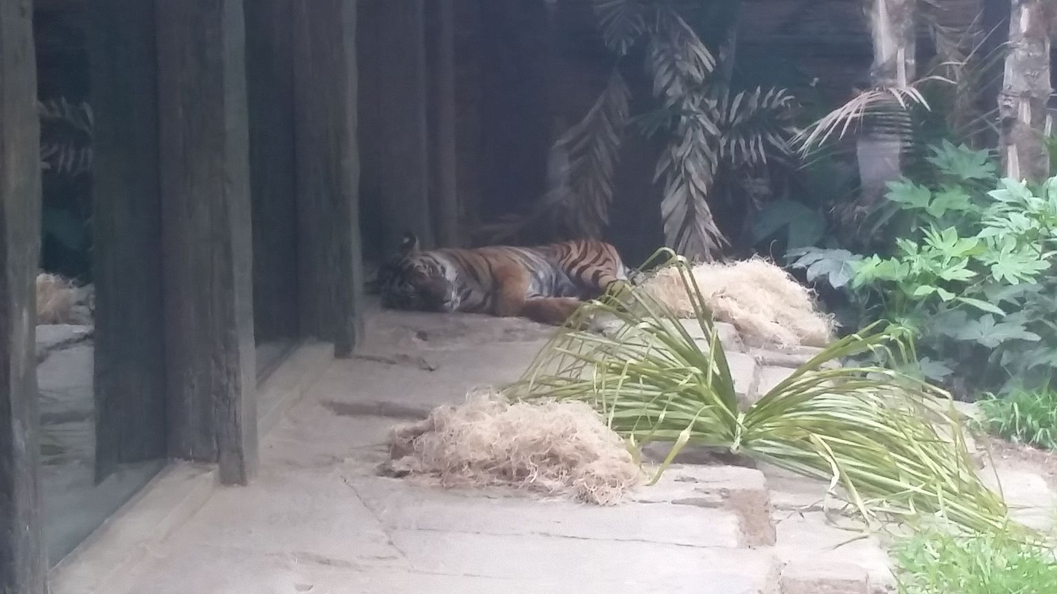 Sleeping tiger in the new tiger habitat