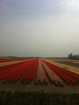 Photo of Tulip Fields Day Trip from Amsterdam Tulip fields of Holland, Dominique - September 2011