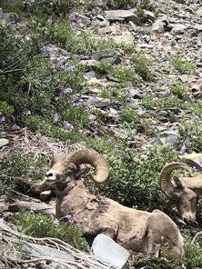 How To Get A Tour Guide License For Wildlife How To Get A Tour Guide License For Wildlife