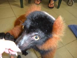Photo of Lemur looking for food Lemurs are so friendly, I could have stayed the whole day - June 2009