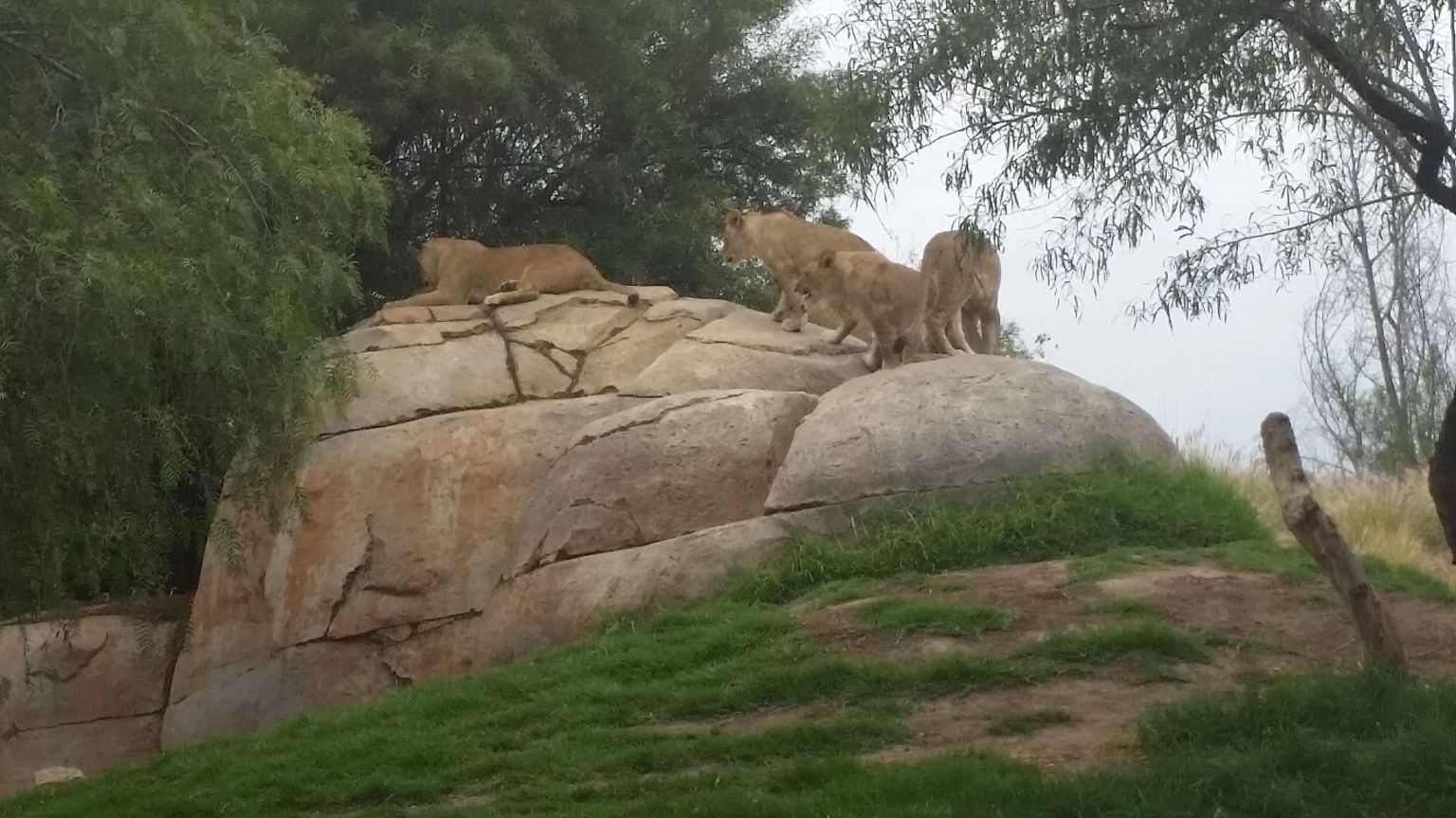 Lions just hanging out