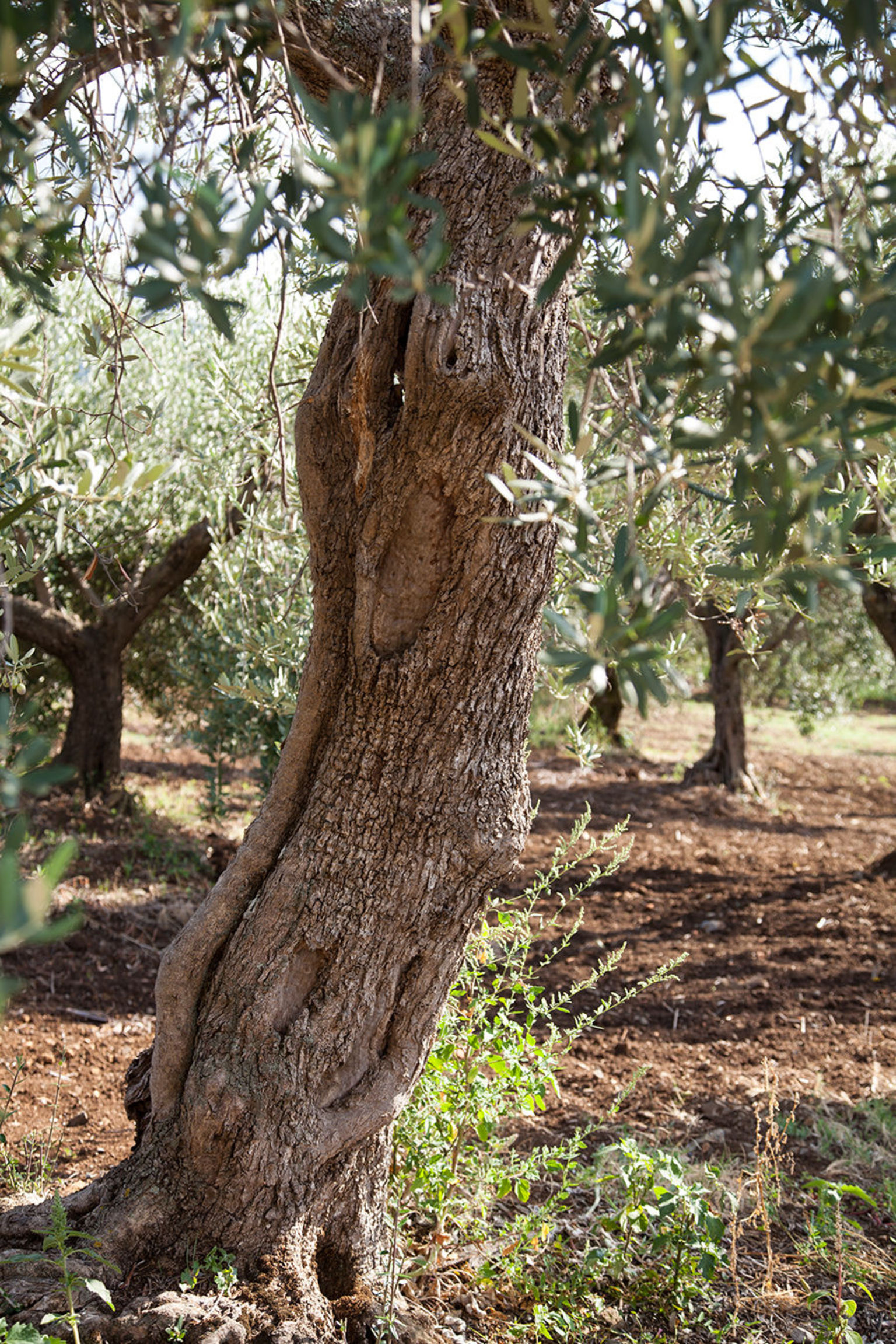 Olive Trees!