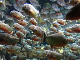 Photo of Blu Planet Aquarium Loved the smaller size of the Aquarium since we were able to fit in a visit after we checked our bags at the airport and had 3 hours to kill. The CPH card made it a breeze to take the metro back ... , Bethany M - June 2015