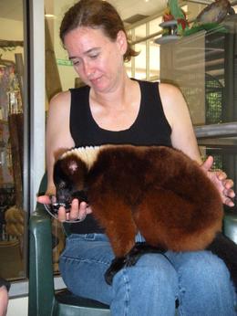 Photo of Lemurs on Sue's knees This particular Lemur seems to like Sue a lot and spend lots of time on her knees - she loved it! - June 2009