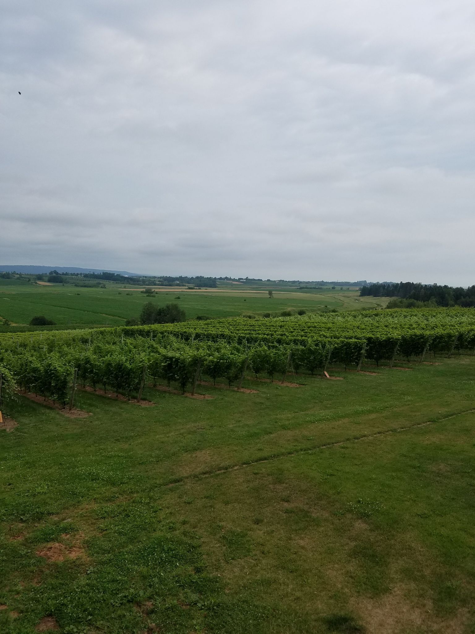 Vineyard at Planters Ridge.