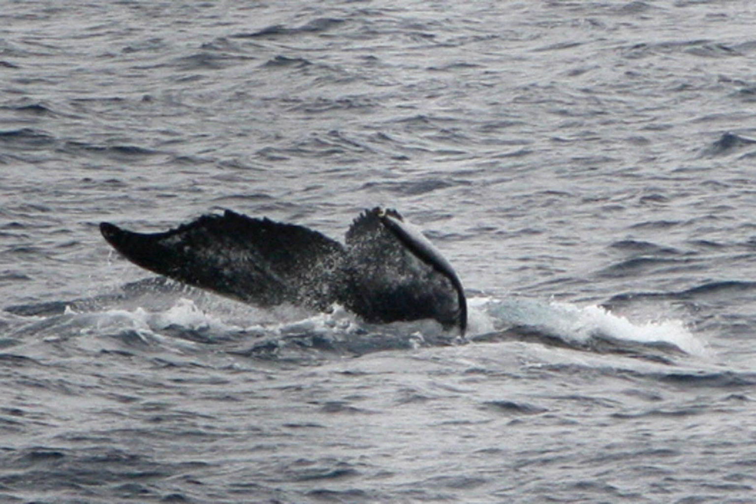 Whale tail March 10, 2013 Oahu, Hawaii