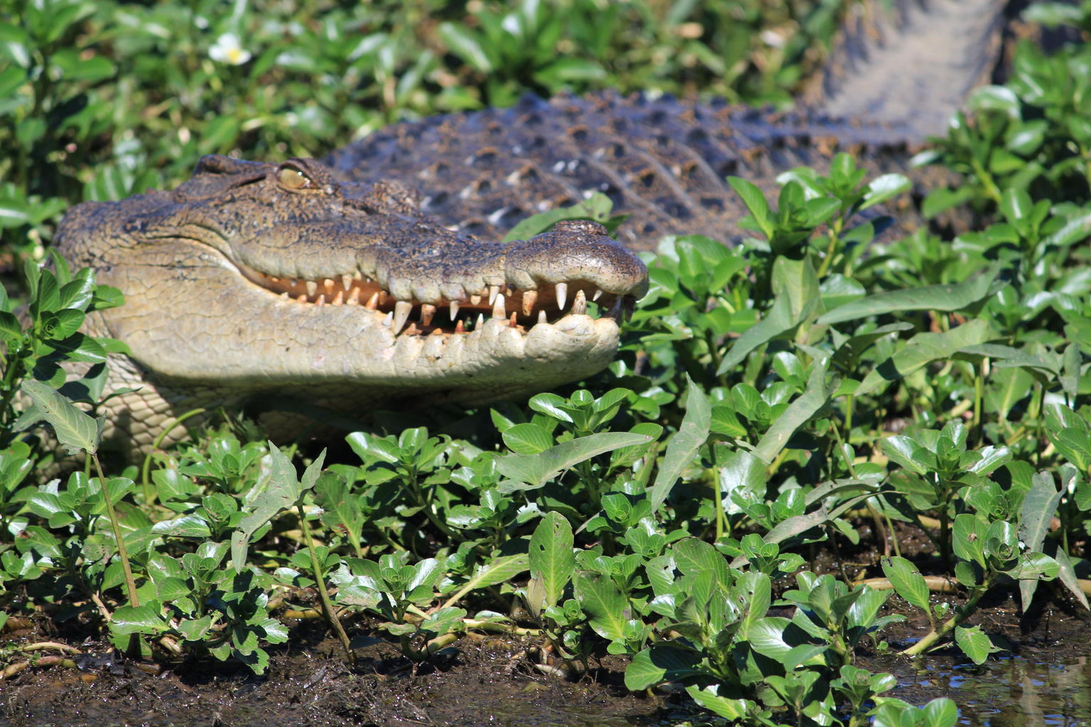 Yellow Waters inhabitant