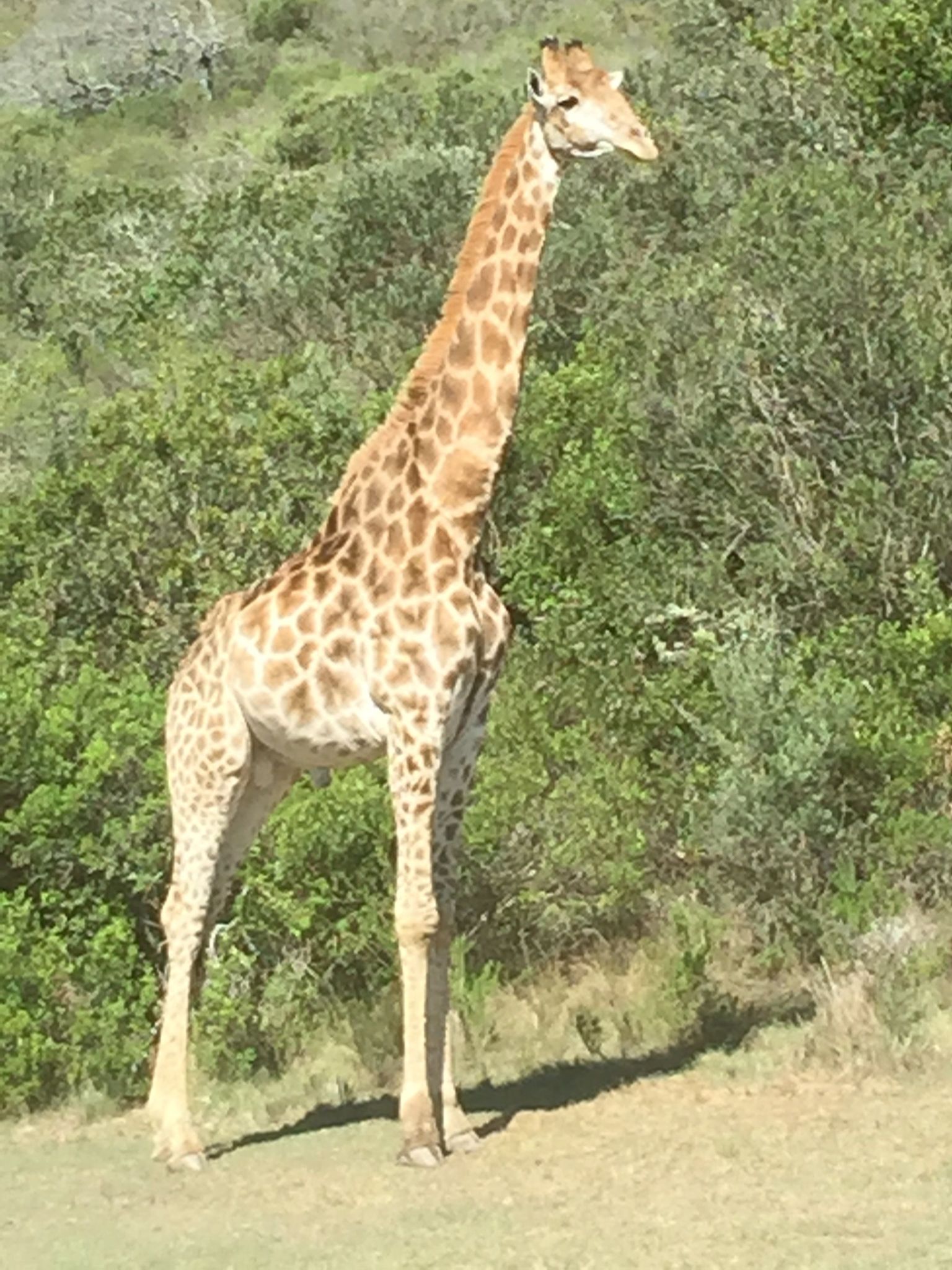 Giraffe