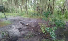 Photo of Raccoon fought a gator won! We were feeding the gators and a crazy raccoon came running up to the gator, bit him on the but and ran around to the opposite side of the gators swing and took his marsh mellow away into the woods. ... , karenalex67 - August 2016
