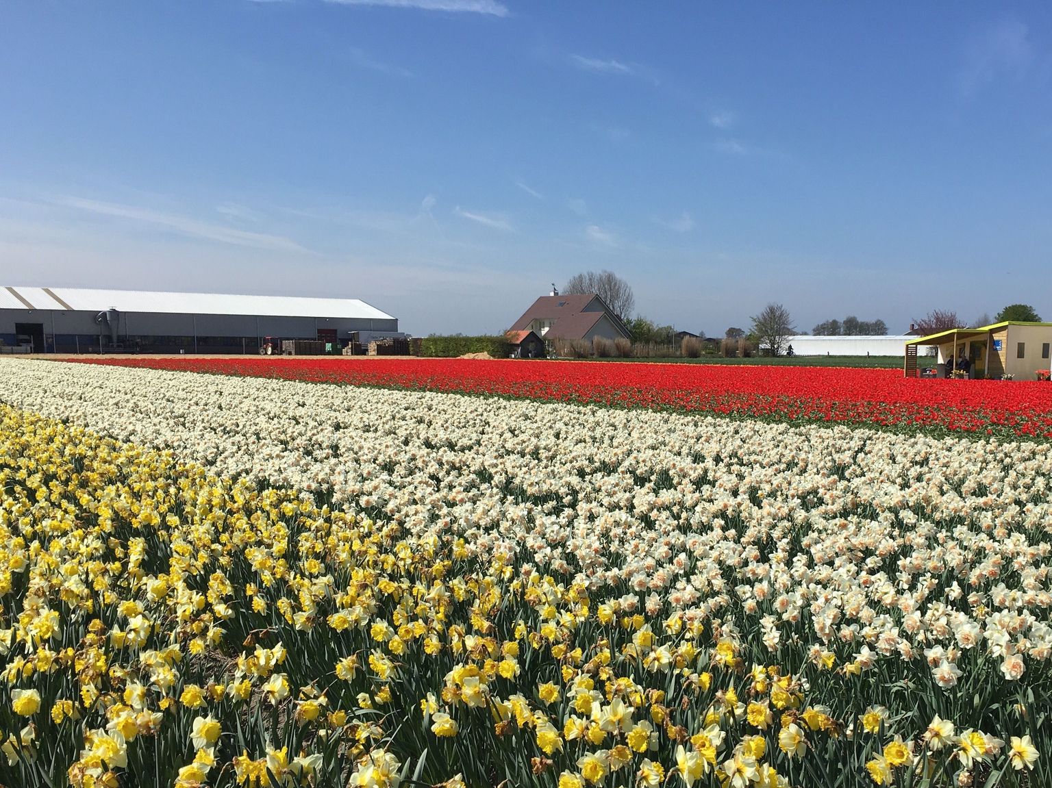 Visit and lunch at De Tulperij bulb farm