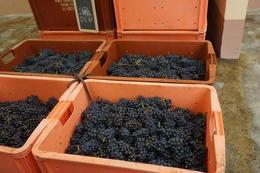 Photo of The Grapes We were extremely fortunate to visit at the very beginning of Harvest time so freshly cut grapes were being brought into the champagne making process right before our eyes... , Stephen S - September 2014