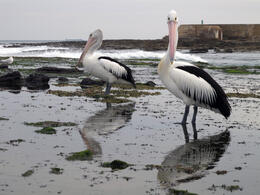 Photo of Close encounters of the bird kind I don't think the pelican on the right was too happy about having it's photo taken. , David C - December 2010
