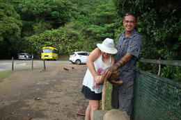 Photo of Coconut cutting Dana showing our daughter how to husk and open a coconut. , Christieco - August 2014