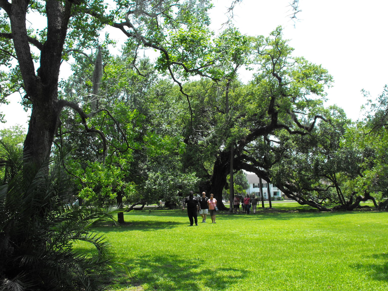 Oldest Oak Tree in America 800 years.