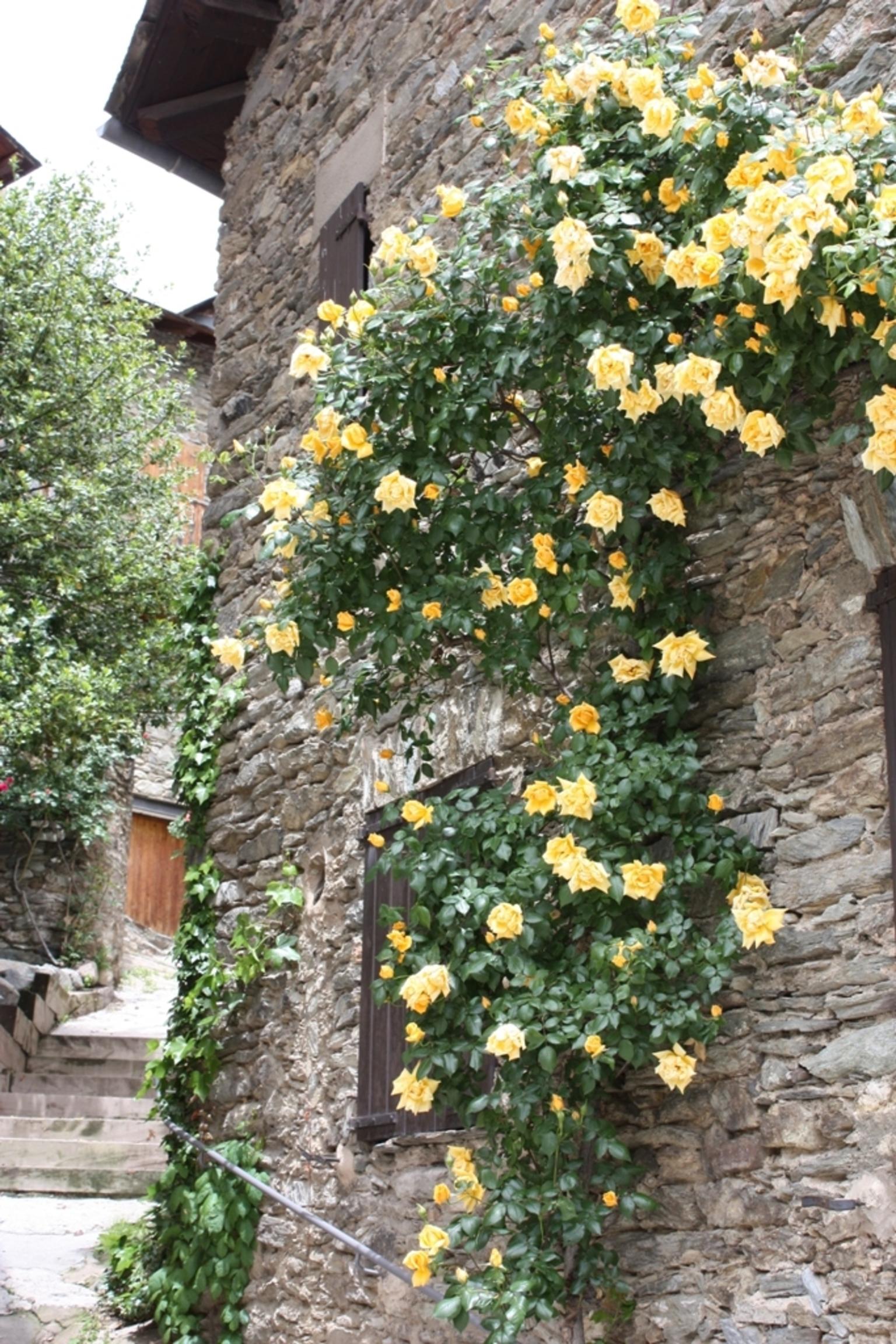 Pyrenees