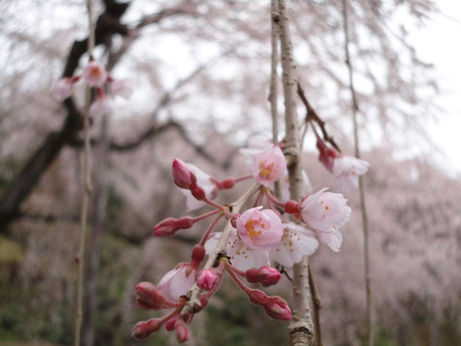 Cherry blossoms (sakura) in Sagano