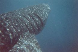 Photo of Whale Shark Snorkeling, Cancun, MX A MUST do if you travel to the Yucatan Peninsula. BEST trip ever!! , springdimartino - August 2016