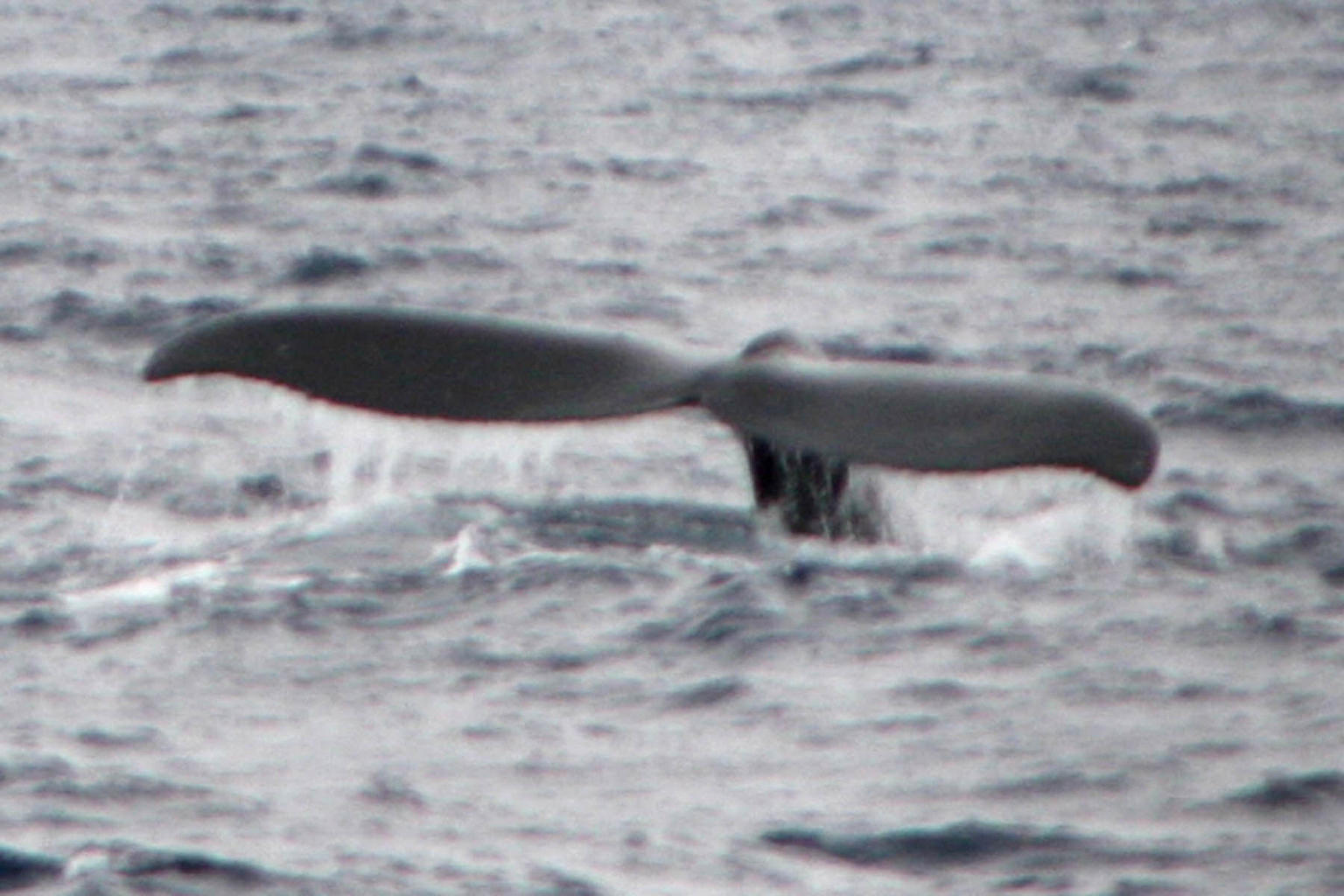 tail dive