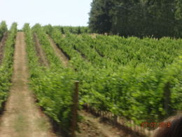 Photo of close up of Chianti Classico crop close up of Chianti region's acres of wine grapes and hillsides , Christine K B - August 2015