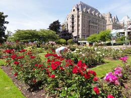 Photo of Victoria - Empress Rose Garden Very nice Rose garden on the South side of the Hotel. Nice place for a lunch or just enjoying the afternoon. , John C - August 2011