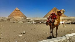 Photo of The Great Giza Pyramids and a local... Cameron the Camel posing in front of the 5000 year old Giza Pyramids. , Felipe B - May 2016