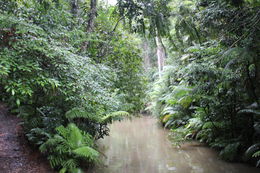 Photo of the rainforest on a rainy day One of many great views of the Kuranda rainforest taken during the excursion , Kathleen Z - August 2015