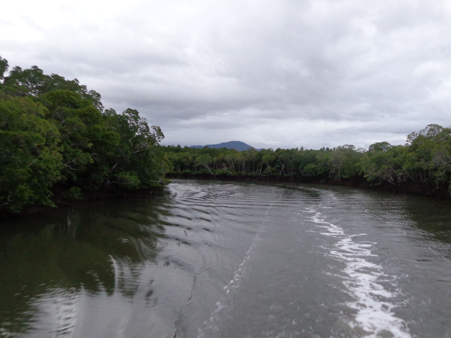 Mangrove