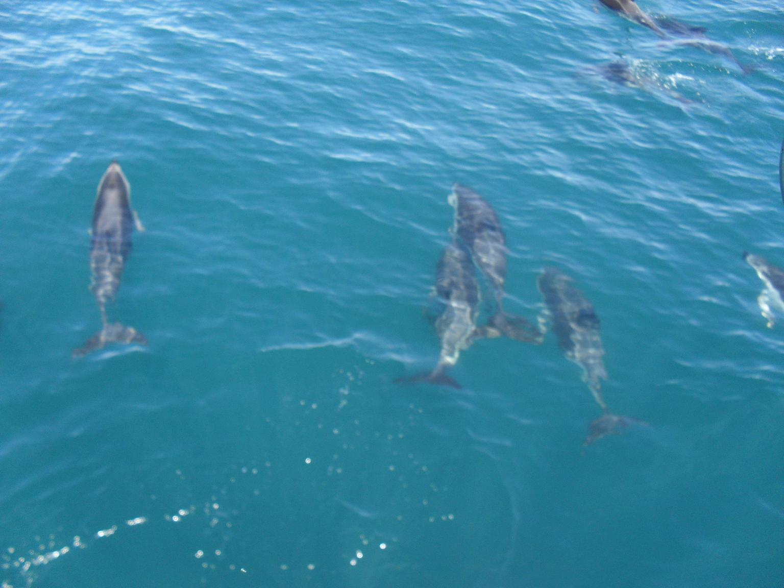 Dancing dolphins