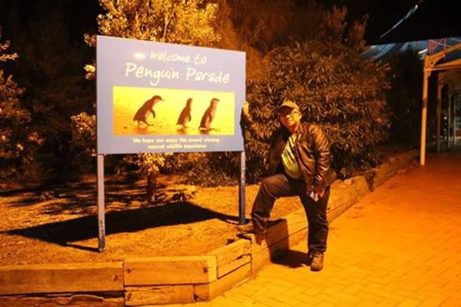 Penguin parade