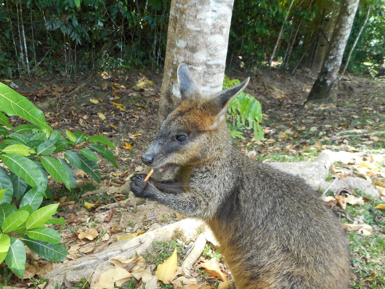 Wallaby