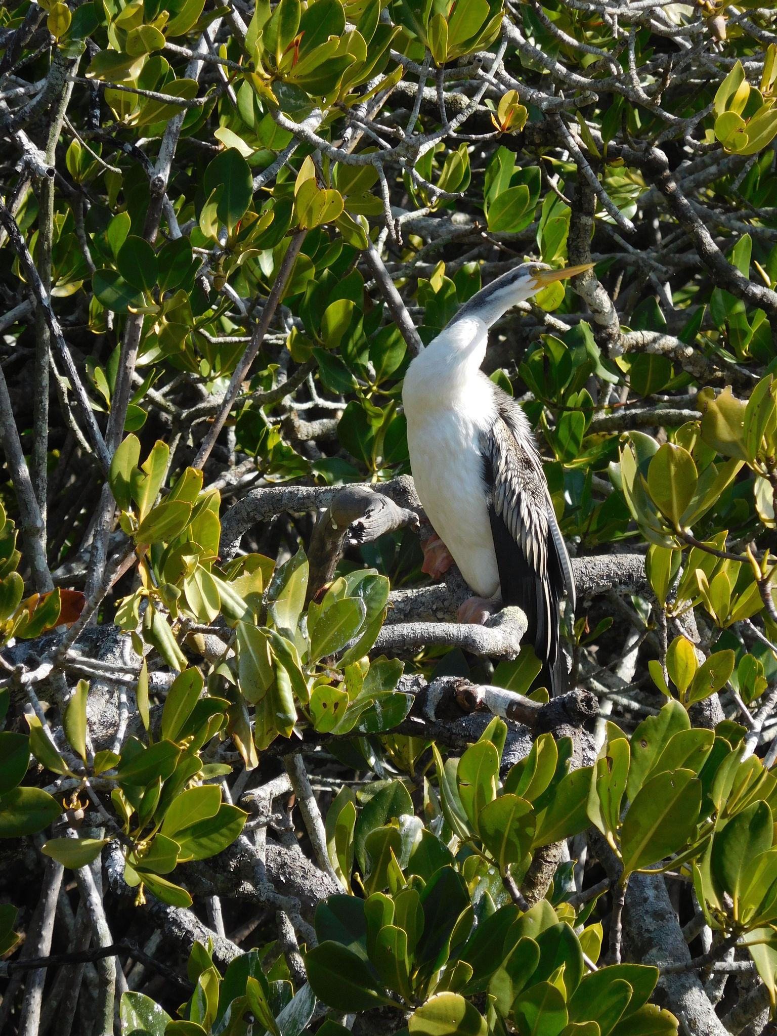 Everglades Afternoon Cruise