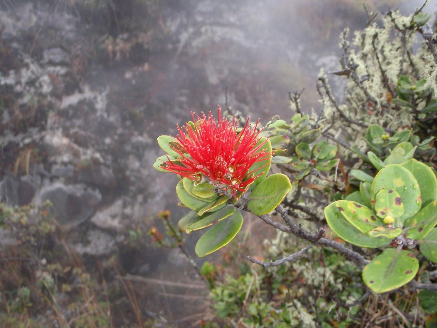 Lehua Blossom