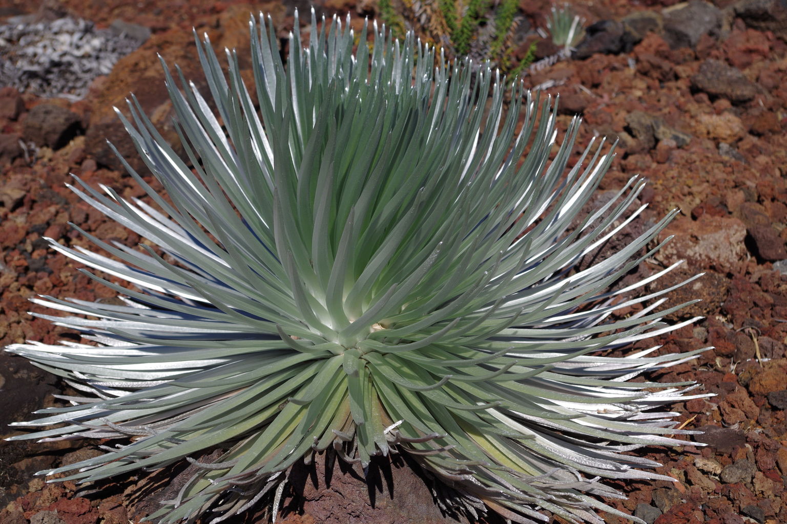Silver sword plant in Haleakala