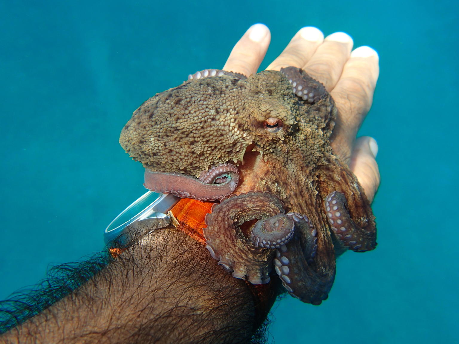 octopus!