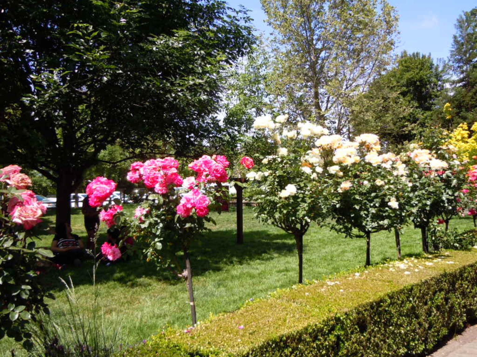 Rose Trees at V. Sattui winery where we had lunch.