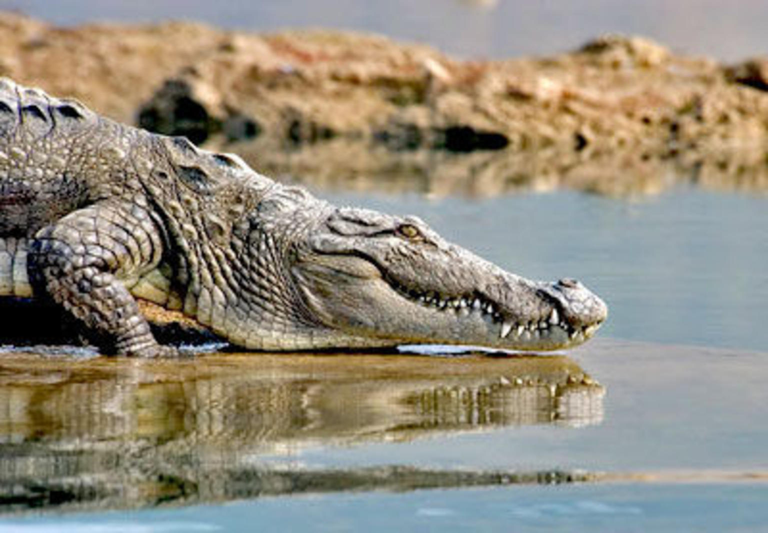 Crocodiles!