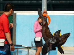 Photo of Dolphin Lagoon, Sentosa One of Sentosa's famed performing 'pink' dolphins. , Rusty - December 2014