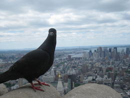 Photo of Pigeon at top of ESB Sammy the pigeon at the top of the Empire State Building. Man it was cold up there! , Pauline S - March 2011