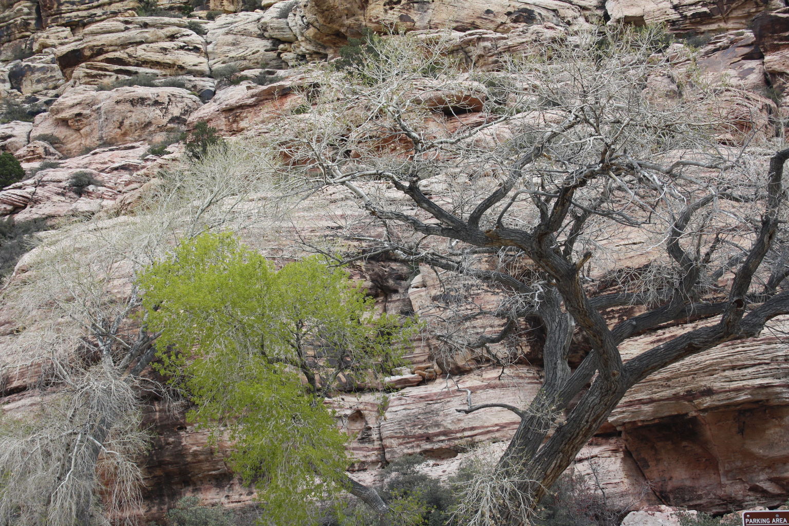 Red Rock Canyon